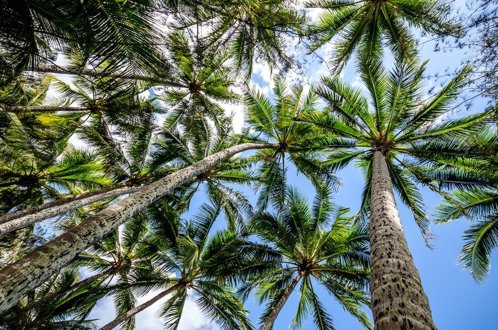 Cairns Beaches Flashpackers Palm Cove Exteriör bild
