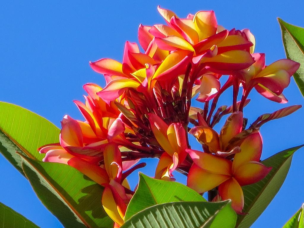 Cairns Beaches Flashpackers Palm Cove Exteriör bild
